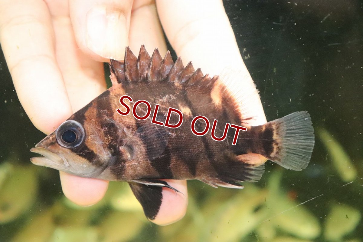 画像2: 【淡水魚】【通販】No2 ダトニオリアルバンド ボルネオ産 ワイルド【個体販売】(±9cm)(大型魚)(生体)(熱帯魚)NKO (2)