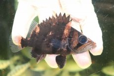 画像1: 【淡水魚】【通販】No3 ダトニオリアルバンド ボルネオ産 ワイルド【個体販売】(±9cm)(大型魚)(生体)(熱帯魚)NKO (1)