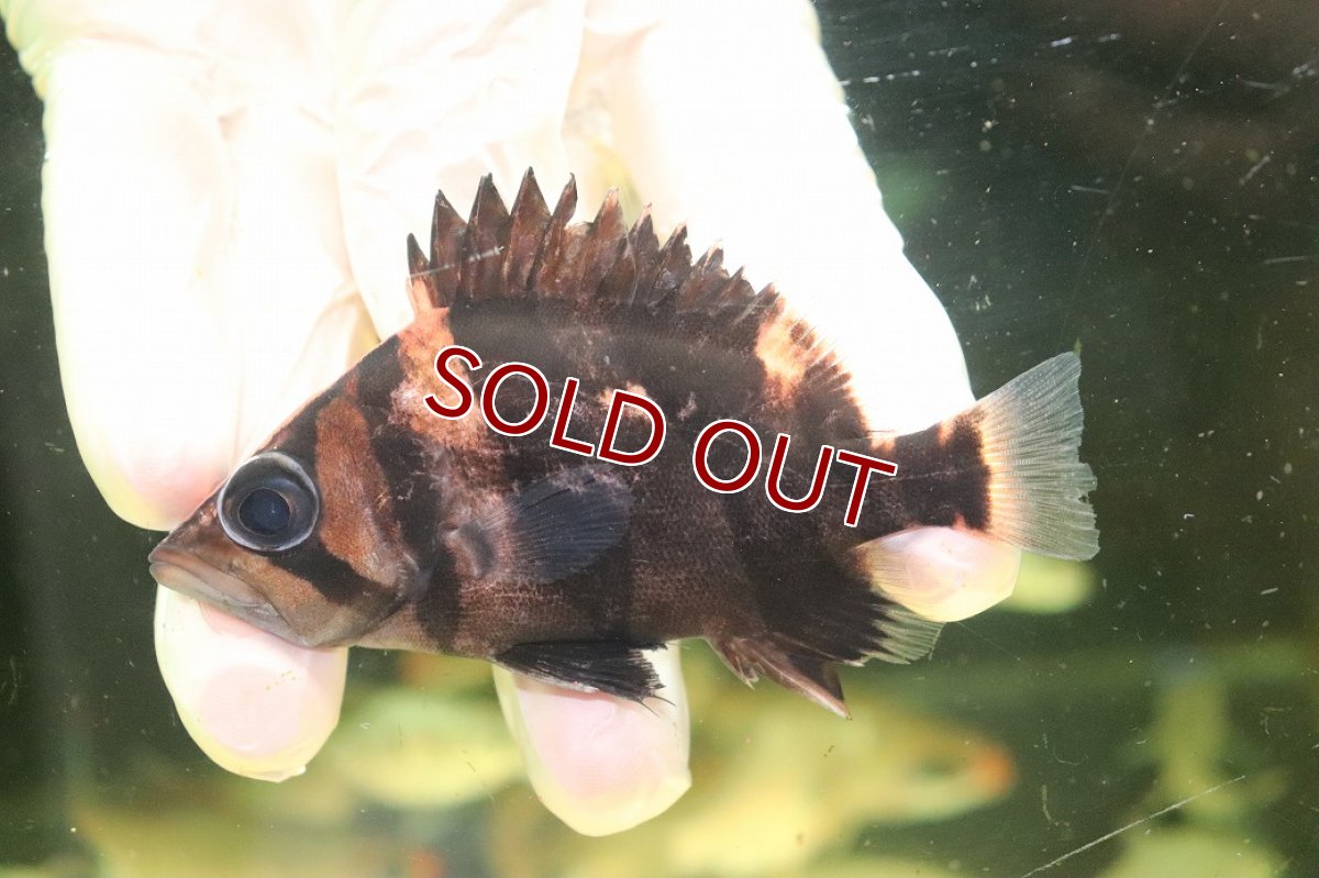 画像2: 【淡水魚】【通販】No3 ダトニオリアルバンド ボルネオ産 ワイルド【個体販売】(±9cm)(大型魚)(生体)(熱帯魚)NKO (2)