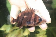 画像1: 【淡水魚】【通販】No4 ダトニオリアルバンド ボルネオ産 ワイルド【個体販売】(±9cm)(大型魚)(生体)(熱帯魚)NKO (1)