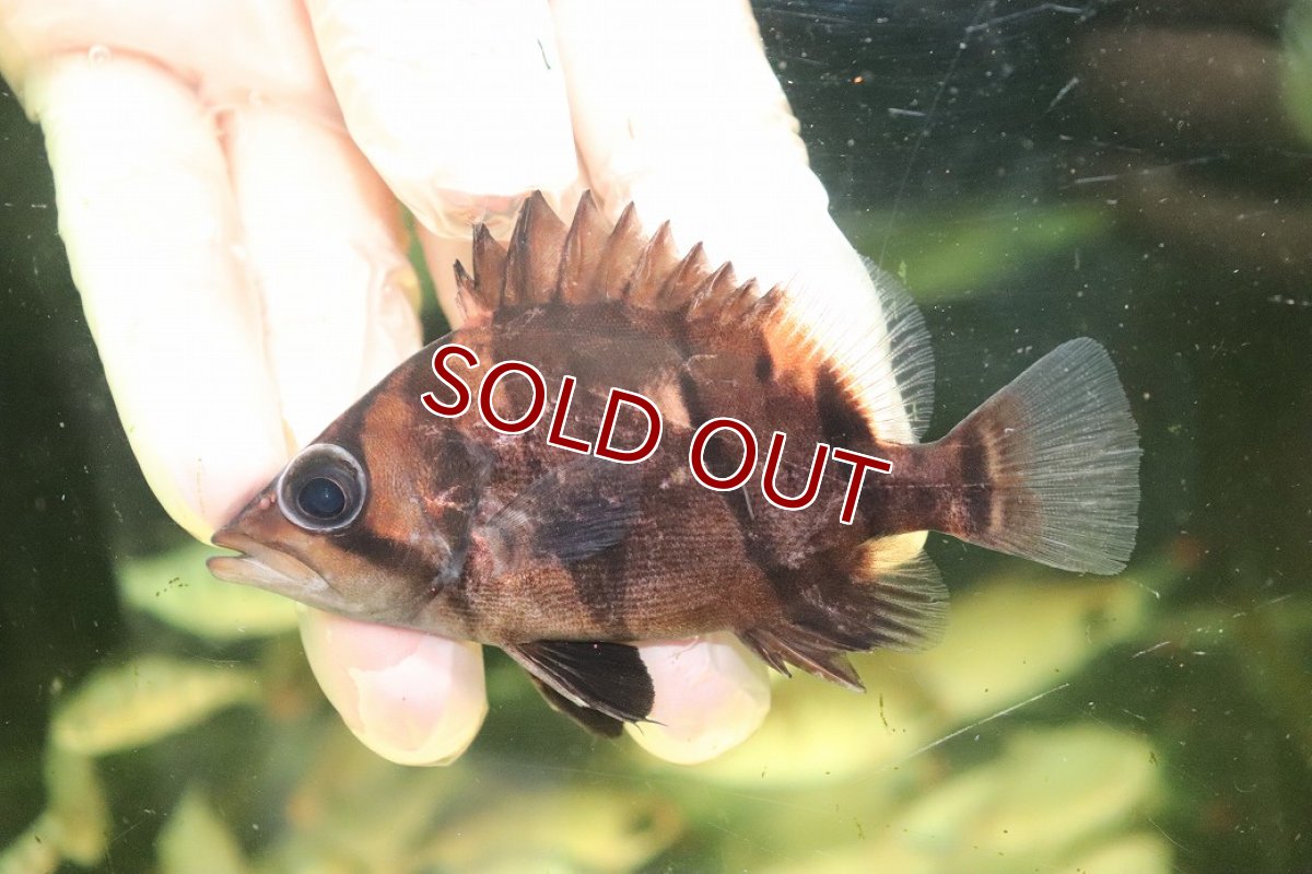 画像2: 【淡水魚】【通販】No4 ダトニオリアルバンド ボルネオ産 ワイルド【個体販売】(±9cm)(大型魚)(生体)(熱帯魚)NKO (2)