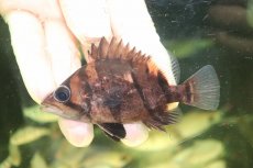 画像2: 【淡水魚】【通販】No4 ダトニオリアルバンド ボルネオ産 ワイルド【個体販売】(±9cm)(大型魚)(生体)(熱帯魚)NKO (2)