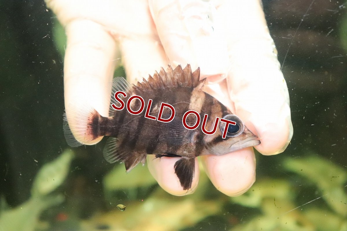 画像1: 【淡水魚】【通販】No5 ダトニオリアルバンド ボルネオ産 ワイルド【個体販売】(±7cm)(大型魚)(生体)(熱帯魚)NKO (1)