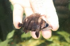 画像1: 【淡水魚】【通販】No5 ダトニオリアルバンド ボルネオ産 ワイルド【個体販売】(±7cm)(大型魚)(生体)(熱帯魚)NKO (1)