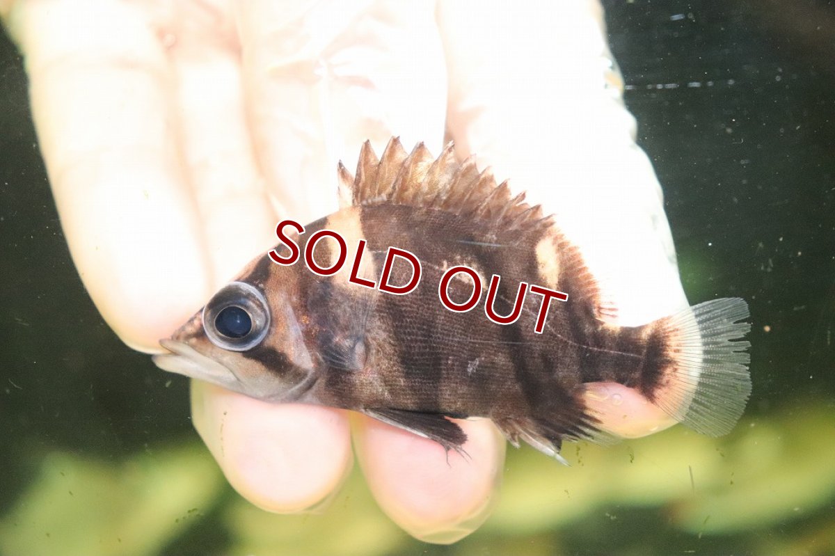 画像2: 【淡水魚】【通販】No5 ダトニオリアルバンド ボルネオ産 ワイルド【個体販売】(±7cm)(大型魚)(生体)(熱帯魚)NKO (2)