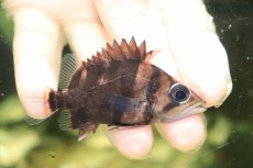 画像1: 【淡水魚】【通販】No6 ダトニオリアルバンド ボルネオ産 ワイルド【個体販売】(±7cm)(大型魚)(生体)(熱帯魚)NKO (1)