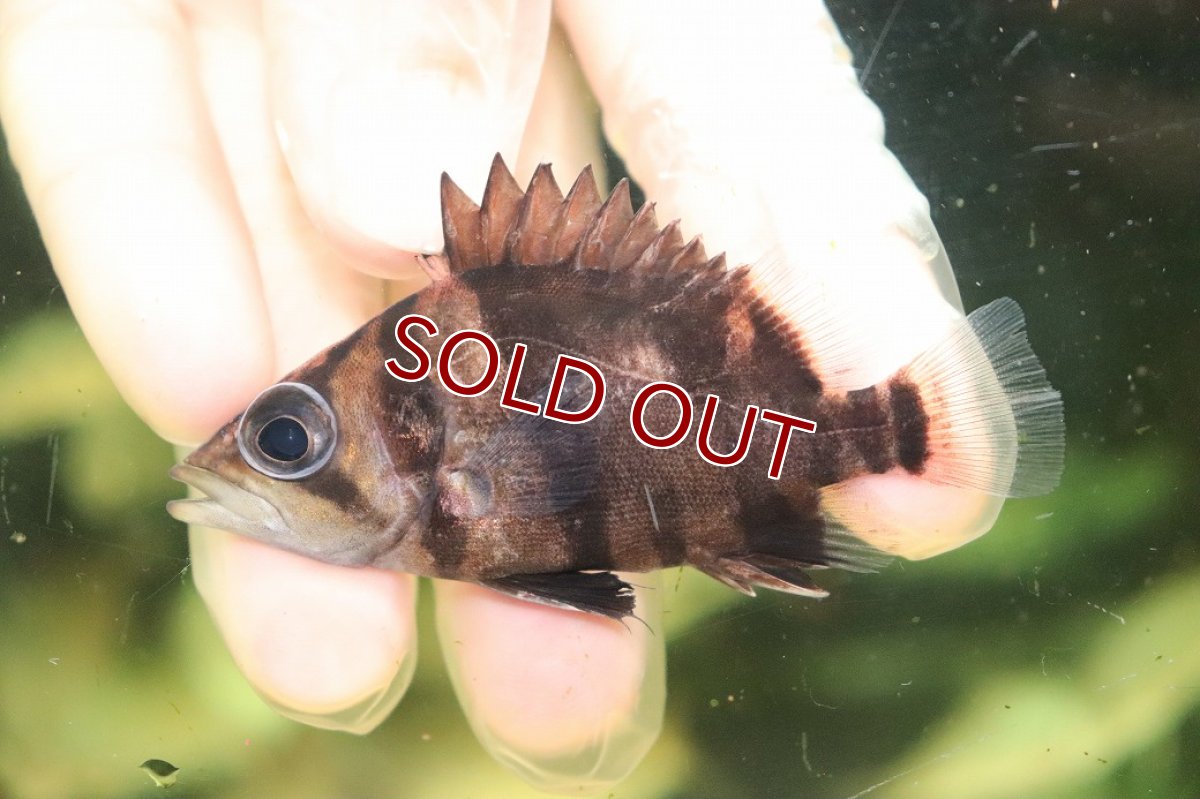 画像2: 【淡水魚】【通販】No6 ダトニオリアルバンド ボルネオ産 ワイルド【個体販売】(±7cm)(大型魚)(生体)(熱帯魚)NKO (2)