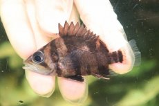 画像2: 【淡水魚】【通販】No6 ダトニオリアルバンド ボルネオ産 ワイルド【個体販売】(±7cm)(大型魚)(生体)(熱帯魚)NKO (2)