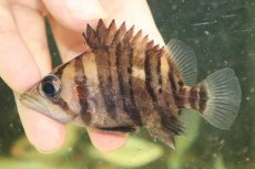 画像2: 【淡水魚】【通販】証明書付き  No1 スマトラタイガーダトニオ パレンバン産 ワイルド【個体販売】(±9cm)(大型魚(生体)(熱帯魚)NKO (2)