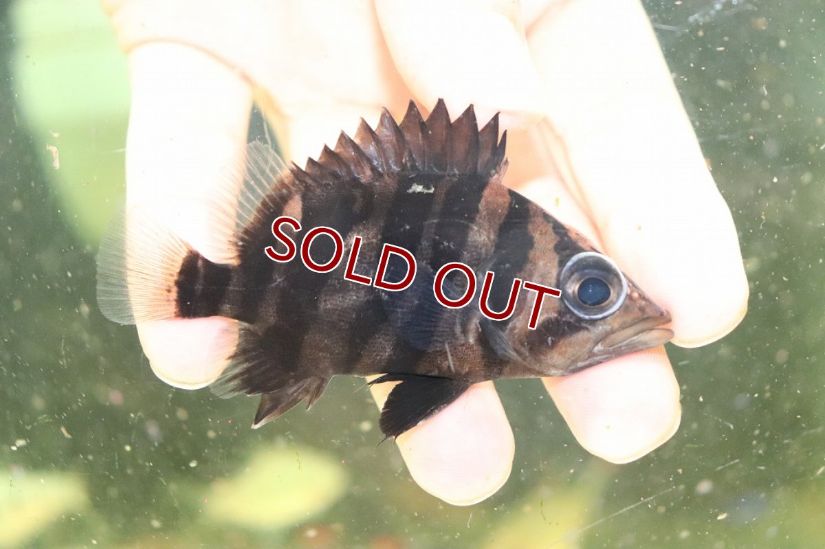 画像1: 【サマーセール10%OFFクーポン番号（10）対象商品 】【淡水魚】【通販】証明書付き  No2 スマトラタイガーダトニオ パレンバン産 ワイルド【個体販売】(±9cm)(大型魚(生体)(熱帯魚)NKO (1)