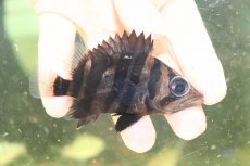 画像1: 【淡水魚】【通販】証明書付き  No2 スマトラタイガーダトニオ パレンバン産 ワイルド【個体販売】(±9cm)(大型魚(生体)(熱帯魚)NKO (1)