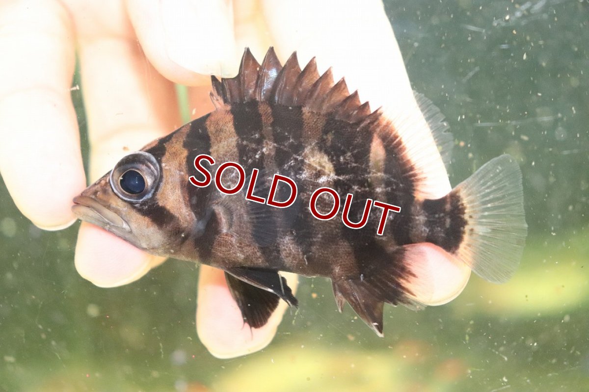 画像2: 【淡水魚】【通販】証明書付き  No2 スマトラタイガーダトニオ パレンバン産 ワイルド【個体販売】(±9cm)(大型魚(生体)(熱帯魚)NKO (2)