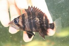 画像2: 【淡水魚】【通販】証明書付き  No2 スマトラタイガーダトニオ パレンバン産 ワイルド【個体販売】(±9cm)(大型魚(生体)(熱帯魚)NKO (2)