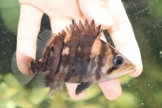 画像1: 【淡水魚】【通販】証明書付き  No3 スマトラタイガーダトニオ パレンバン産 ワイルド【個体販売】(±9cm)(大型魚(生体)(熱帯魚)NKO (1)