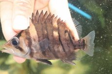 画像2: 【淡水魚】【通販】証明書付き  No3 スマトラタイガーダトニオ パレンバン産 ワイルド【個体販売】(±9cm)(大型魚(生体)(熱帯魚)NKO (2)