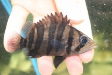 画像1: 【淡水魚】【通販】証明書付き  No4 スマトラタイガーダトニオ パレンバン産 ワイルド【個体販売】(±9cm)(大型魚(生体)(熱帯魚)NKO (1)