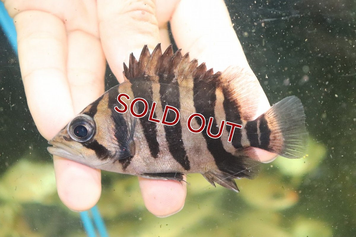 画像2: 【淡水魚】【通販】証明書付き  No4 スマトラタイガーダトニオ パレンバン産 ワイルド【個体販売】(±9cm)(大型魚(生体)(熱帯魚)NKO (2)