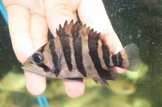 画像2: 【淡水魚】【通販】証明書付き  No4 スマトラタイガーダトニオ パレンバン産 ワイルド【個体販売】(±9cm)(大型魚(生体)(熱帯魚)NKO (2)