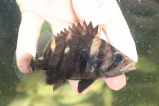 画像1: 【淡水魚】【通販】証明書付き  No5 スマトラタイガーダトニオ パレンバン産 ワイルド【個体販売】(±9cm)(大型魚(生体)(熱帯魚)NKO (1)