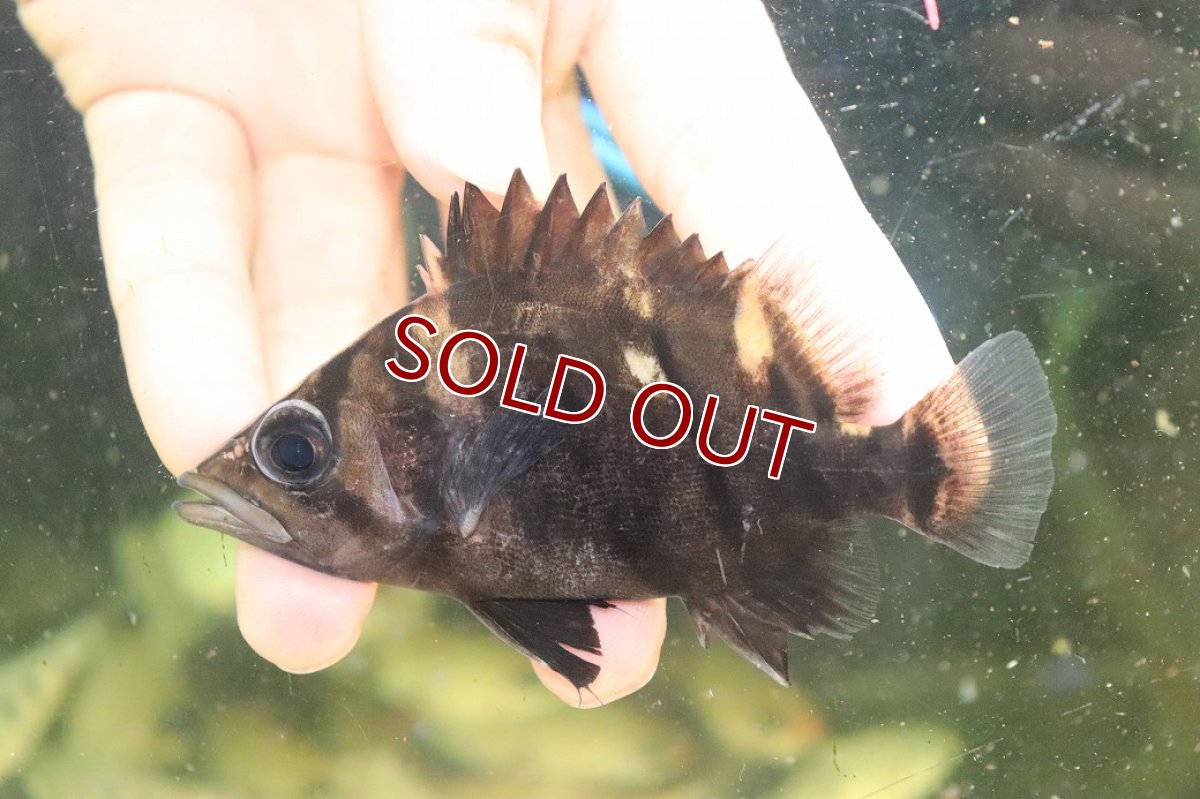 画像2: 【淡水魚】【通販】証明書付き  No5 スマトラタイガーダトニオ パレンバン産 ワイルド【個体販売】(±9cm)(大型魚(生体)(熱帯魚)NKO (2)