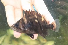 画像2: 【淡水魚】【通販】証明書付き  No5 スマトラタイガーダトニオ パレンバン産 ワイルド【個体販売】(±9cm)(大型魚(生体)(熱帯魚)NKO (2)