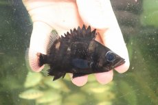 画像1: 【淡水魚】【通販】証明書付き  No7 スマトラタイガーダトニオ パレンバン産 ワイルド【個体販売】(±9cm)(大型魚(生体)(熱帯魚)NKO (1)