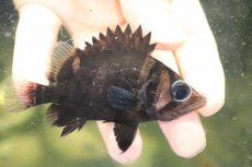 画像1: 【淡水魚】【通販】証明書付き  No8 スマトラタイガーダトニオ パレンバン産 ワイルド【個体販売】(±9cm)(大型魚(生体)(熱帯魚)NKO (1)