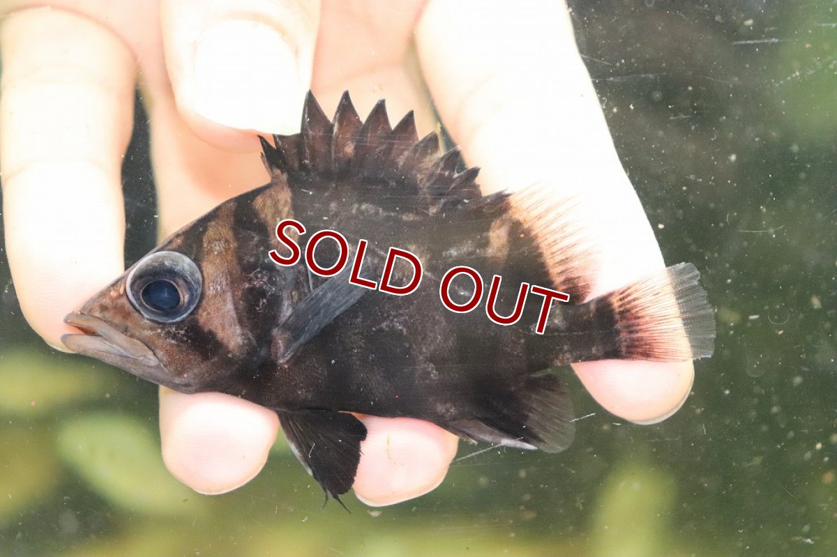 画像2: 【淡水魚】【通販】証明書付き  No8 スマトラタイガーダトニオ パレンバン産 ワイルド【個体販売】(±9cm)(大型魚(生体)(熱帯魚)NKO (2)