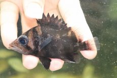 画像2: 【淡水魚】【通販】証明書付き  No8 スマトラタイガーダトニオ パレンバン産 ワイルド【個体販売】(±9cm)(大型魚(生体)(熱帯魚)NKO (2)