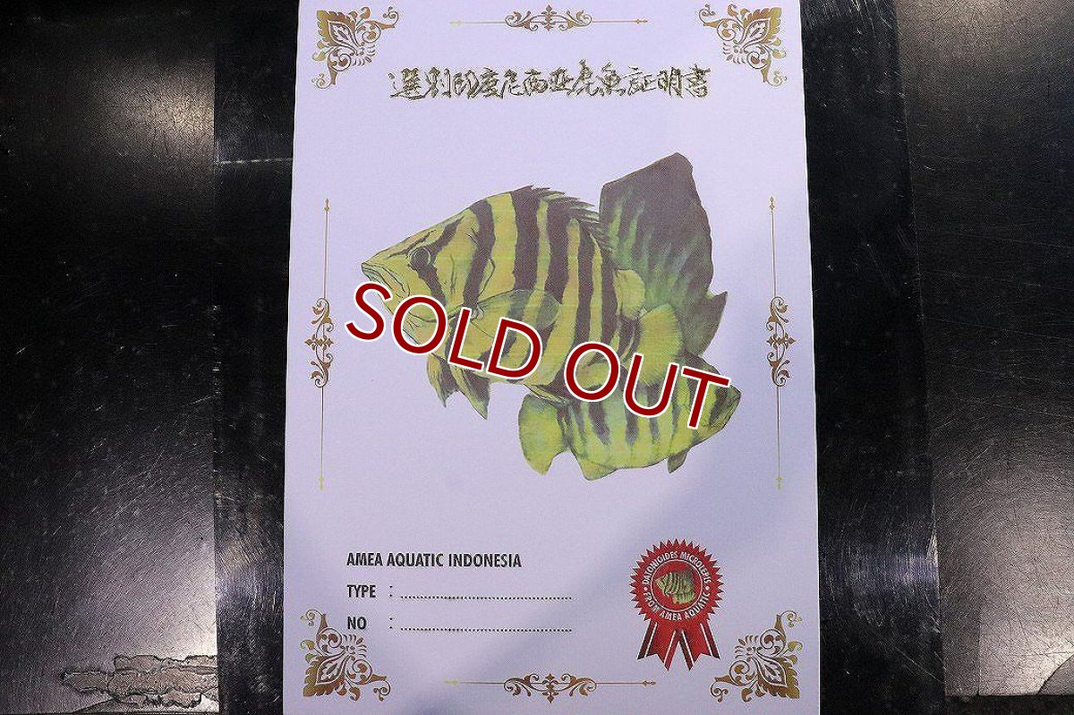 画像3: 【淡水魚】【通販】証明書付き  No8 スマトラタイガーダトニオ パレンバン産 ワイルド【個体販売】(±9cm)(大型魚(生体)(熱帯魚)NKO (3)
