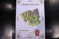 画像3: 【淡水魚】【通販】証明書付き  No8 スマトラタイガーダトニオ パレンバン産 ワイルド【個体販売】(±9cm)(大型魚(生体)(熱帯魚)NKO (3)