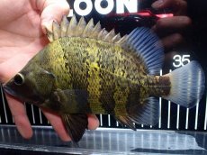 画像1: 【淡水魚】【通販】ビッグサイズ ニューギニアダトニオ ワイルド【個体販売】(±21cm)(大型魚)(生体)(熱帯魚)NKO (1)
