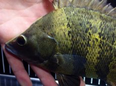 画像2: 【淡水魚】【通販】ビッグサイズ ニューギニアダトニオ ワイルド【個体販売】(±21cm)(大型魚)(生体)(熱帯魚)NKO (2)