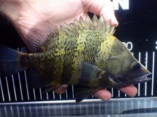画像4: 【淡水魚】【通販】ビッグサイズ ニューギニアダトニオ ワイルド【個体販売】(±21cm)(大型魚)(生体)(熱帯魚)NKO (4)