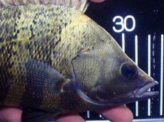 画像5: 【淡水魚】【通販】ビッグサイズ ニューギニアダトニオ ワイルド【個体販売】(±21cm)(大型魚)(生体)(熱帯魚)NKO (5)