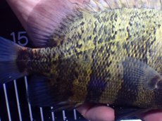 画像6: 【淡水魚】【通販】ビッグサイズ ニューギニアダトニオ ワイルド【個体販売】(±21cm)(大型魚)(生体)(熱帯魚)NKO (6)
