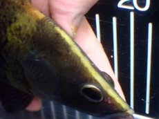 画像7: 【淡水魚】【通販】ビッグサイズ ニューギニアダトニオ ワイルド【個体販売】(±21cm)(大型魚)(生体)(熱帯魚)NKO (7)