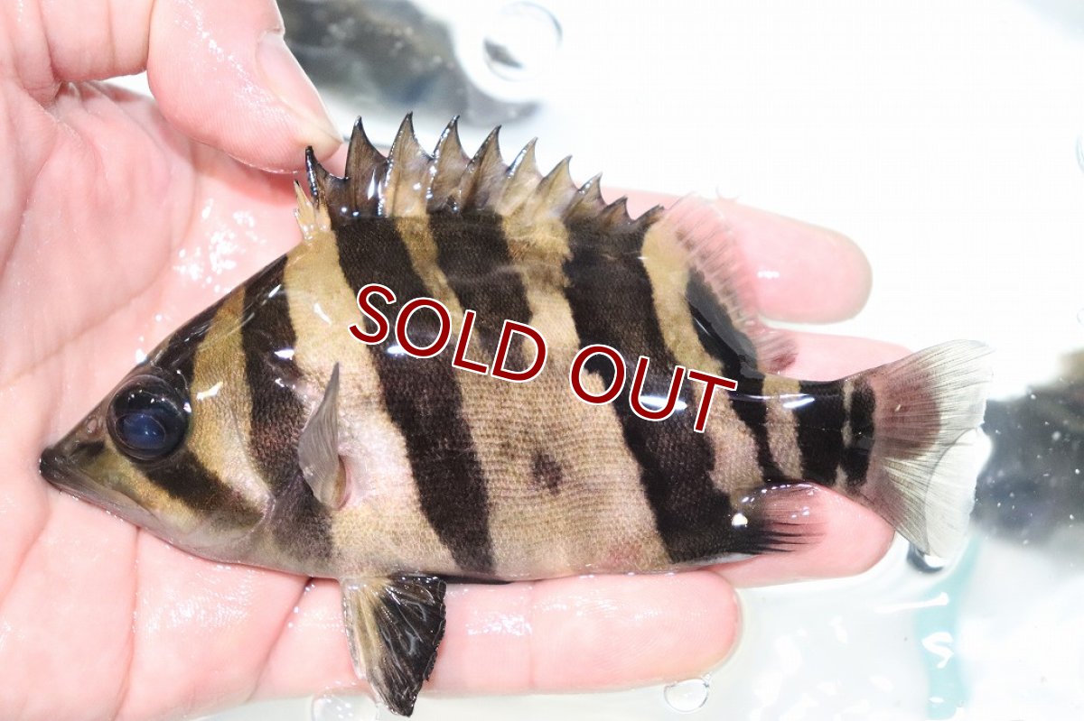 画像1: 【淡水魚】【通販】激安 大きい No1 ダトニオリアルバンド ワイルド【個体販売】(±13cm)(大型魚)(生体)(熱帯魚)NKO (1)