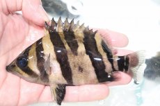 画像1: 【決算セール クーポンご利用で更に10％OFF対象商品】【淡水魚】【通販】激安 大きい No1 ダトニオリアルバンド ワイルド【個体販売】(±13cm)(大型魚)(生体)(熱帯魚)NKO (1)