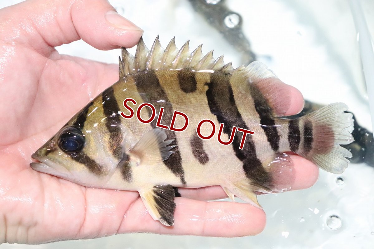 画像1: 【決算セール クーポンご利用で更に10％OFF対象商品】【淡水魚】【通販】激安 大きい No2 ダトニオリアルバンド ワイルド【個体販売】(±15cm)(大型魚)(生体)(熱帯魚)NKO (1)