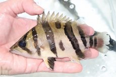 画像1: 【決算セール クーポンご利用で更に10％OFF対象商品】【淡水魚】【通販】激安 大きい No2 ダトニオリアルバンド ワイルド【個体販売】(±15cm)(大型魚)(生体)(熱帯魚)NKO (1)