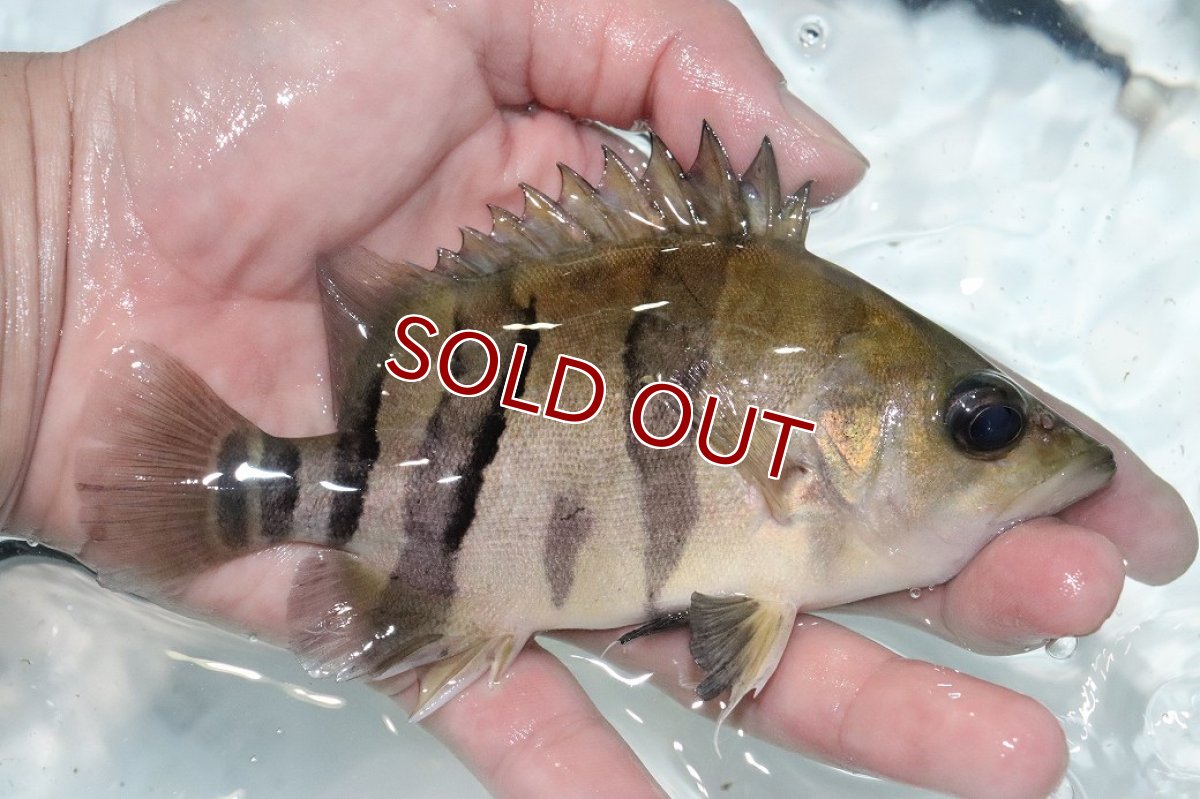 画像2: 【決算セール クーポンご利用で更に10％OFF対象商品】【淡水魚】【通販】激安 大きい No2 ダトニオリアルバンド ワイルド【個体販売】(±15cm)(大型魚)(生体)(熱帯魚)NKO (2)