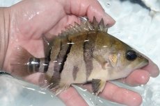 画像2: 【決算セール クーポンご利用で更に10％OFF対象商品】【淡水魚】【通販】激安 大きい No2 ダトニオリアルバンド ワイルド【個体販売】(±15cm)(大型魚)(生体)(熱帯魚)NKO (2)