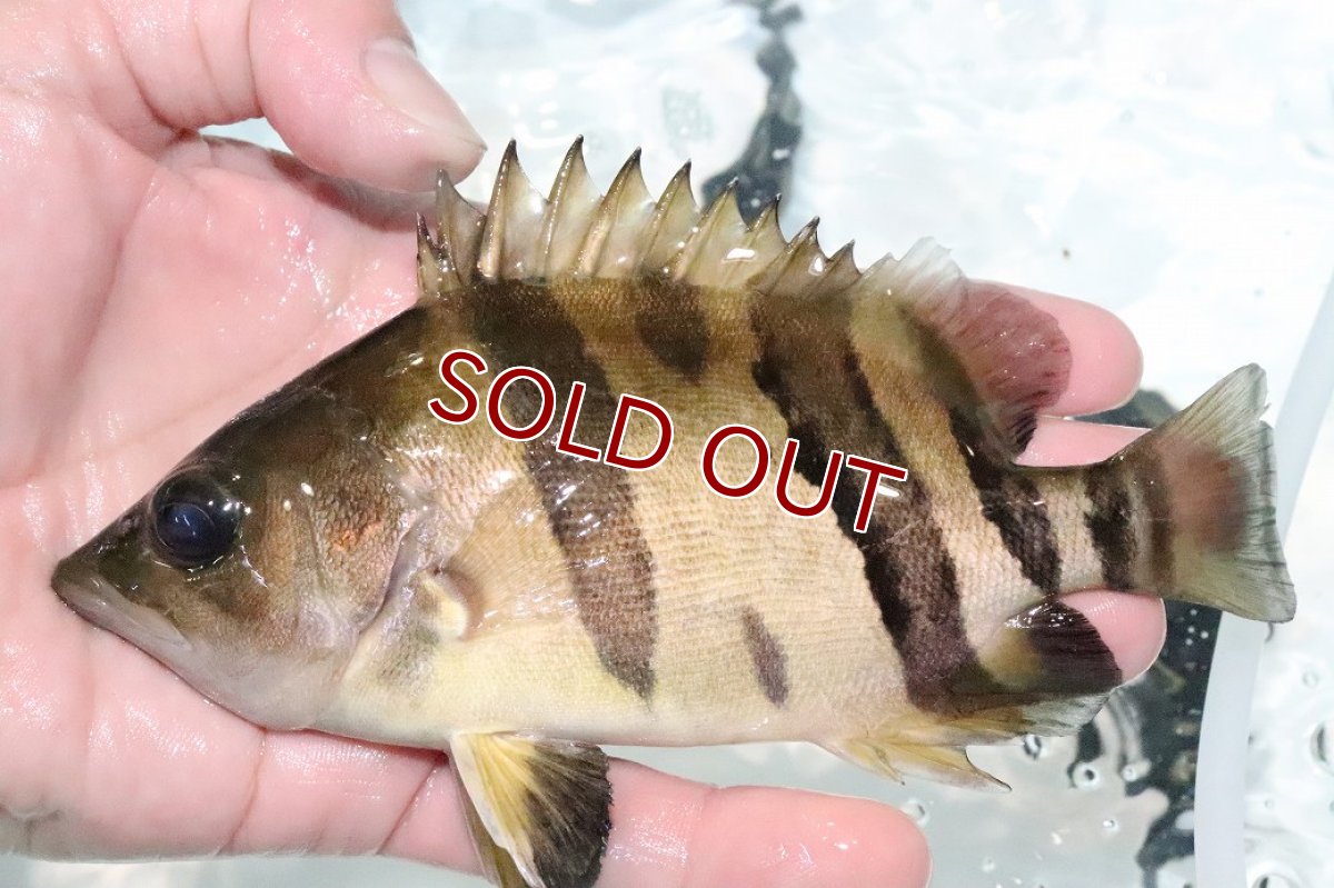 画像1: 【淡水魚】【通販】激安 大きい No3 ダトニオリアルバンド ワイルド【個体販売】(±15cm)(大型魚)(生体)(熱帯魚)NKO (1)