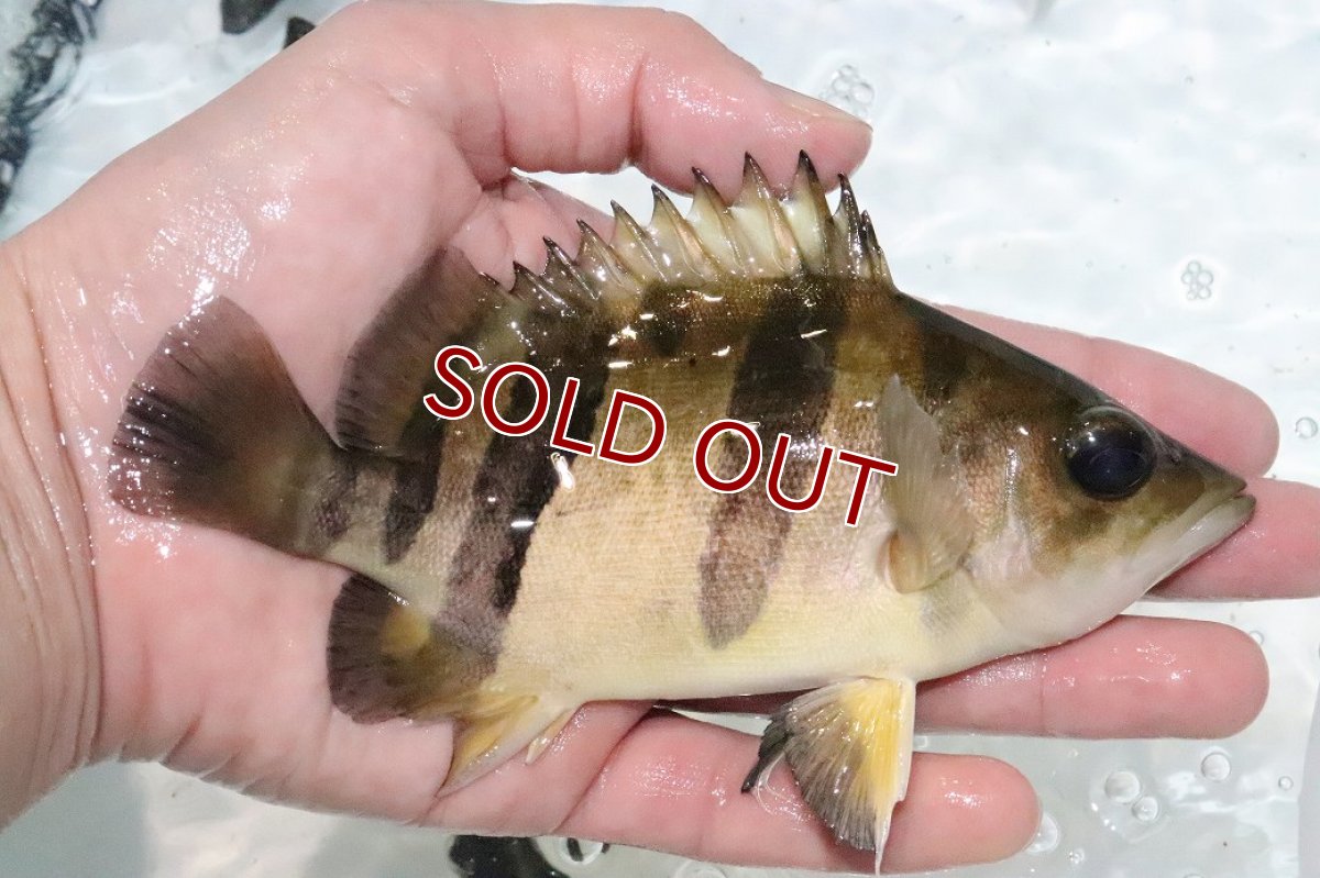 画像2: 【淡水魚】【通販】激安 大きい No3 ダトニオリアルバンド ワイルド【個体販売】(±15cm)(大型魚)(生体)(熱帯魚)NKO (2)