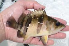 画像2: 【淡水魚】【通販】激安 大きい No3 ダトニオリアルバンド ワイルド【個体販売】(±15cm)(大型魚)(生体)(熱帯魚)NKO (2)