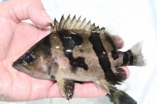 画像1: 【決算セール クーポンご利用で更に10％OFF対象商品】【淡水魚】【通販】激安 大きい No4 ダトニオリアルバンド ワイルド【個体販売】(±15cm)(大型魚)(生体)(熱帯魚)NKO (1)