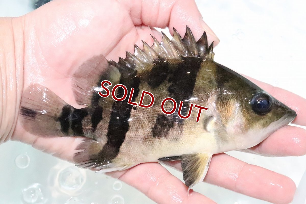 画像2: 【決算セール クーポンご利用で更に10％OFF対象商品】【淡水魚】【通販】激安 大きい No4 ダトニオリアルバンド ワイルド【個体販売】(±15cm)(大型魚)(生体)(熱帯魚)NKO (2)