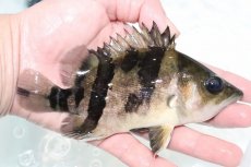 画像2: 【決算セール クーポンご利用で更に10％OFF対象商品】【淡水魚】【通販】激安 大きい No4 ダトニオリアルバンド ワイルド【個体販売】(±15cm)(大型魚)(生体)(熱帯魚)NKO (2)