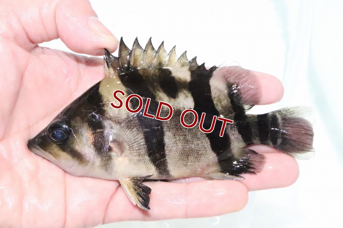 画像1: 【淡水魚】【通販】激安 大きい No5 ダトニオリアルバンド ワイルド【個体販売】(±14cm)(大型魚)(生体)(熱帯魚)NKO (1)